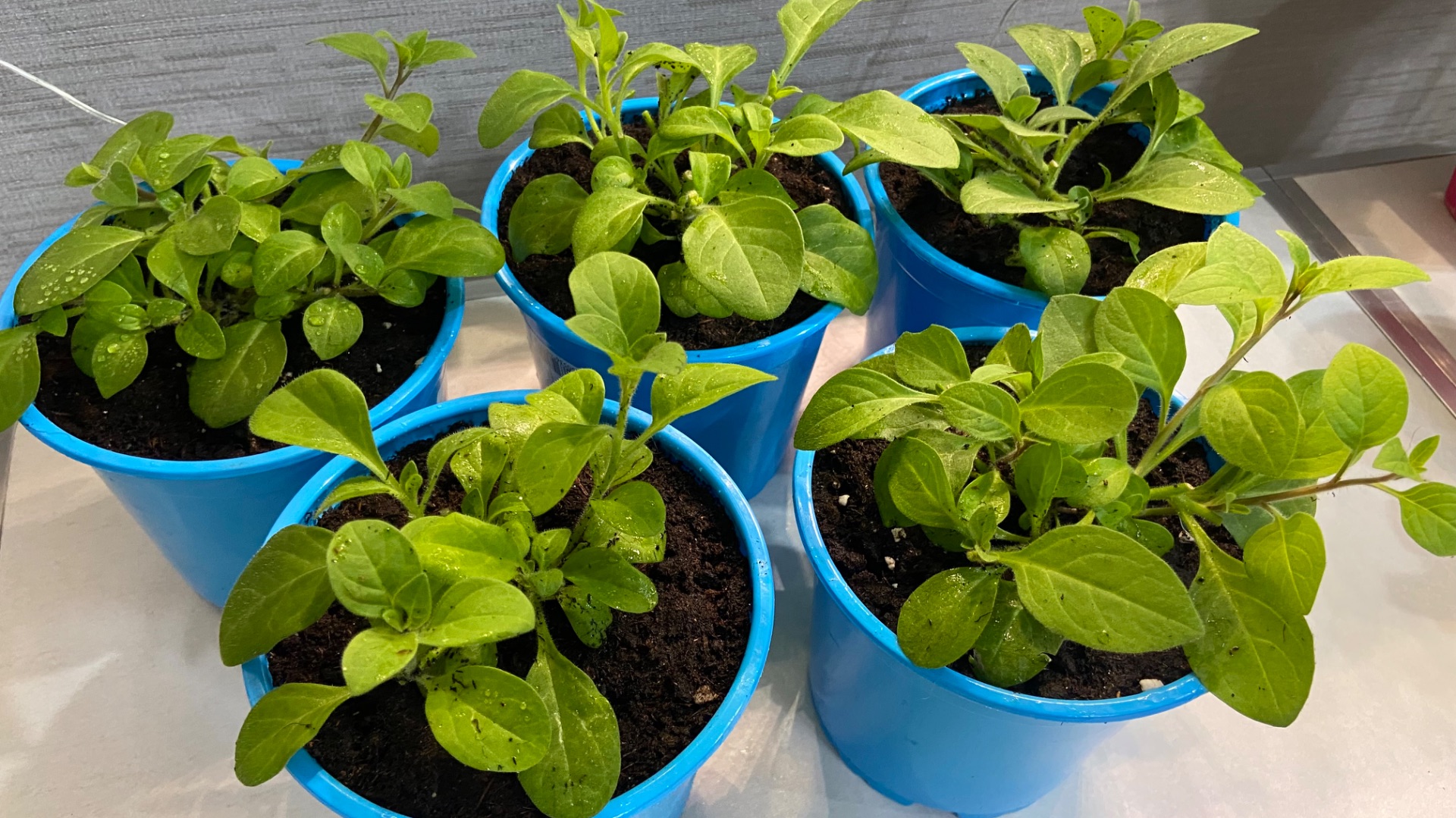 Пересадила петунию из объема 0,5 в 1 литр.