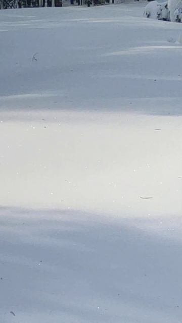 Весенний день в лесу