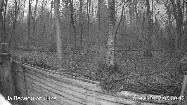 LIVE: На лесной опушке. Природа онлайн