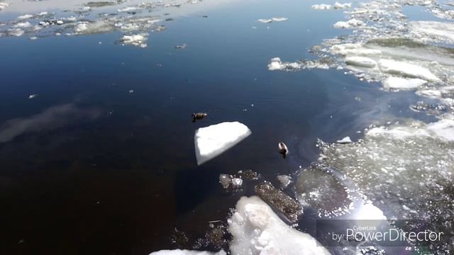 Весна! Лёд тронулся...