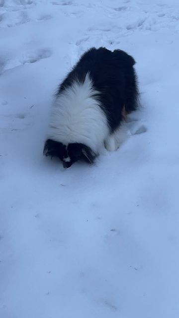 Уж не знаем, что она там пыталась найти, но выглядит это смешно))😹