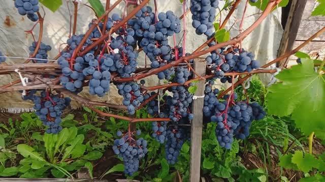 Виноград на Среднем Урале . Лето 2025г.