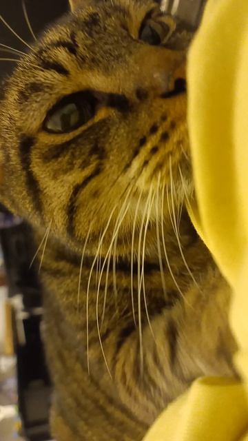 Мурзик в мамкиной подмышке