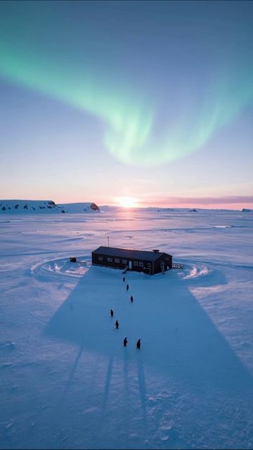 Пингвины под северным сиянием: волшебство Арктики #природа #пингвины #северноесияние