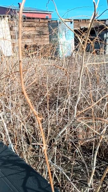 реальная жизнь на даче 31.03.26г