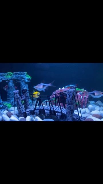 Аквариум Николая Николаевича.