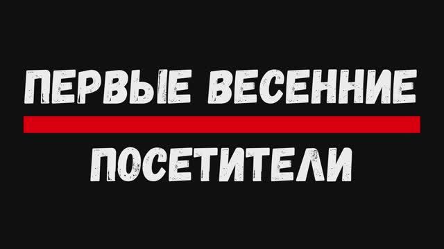 Первые весенние посетители