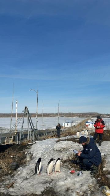 Вы уже видели их?!!🐧🐧🐧
Зима в этом году была настолько снежная, что миграция пингвинов в Карское