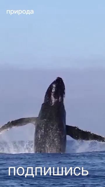 Завораживающе. Океан