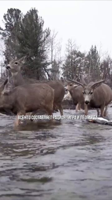 Кого скормят тиграм