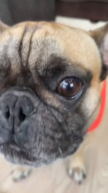 Арчи за бесплатно не работает