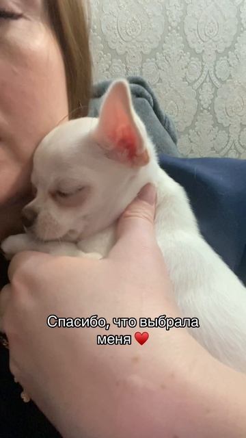 Добро пожаловать к нам в семью, Бусинка ❤️❤️❤️