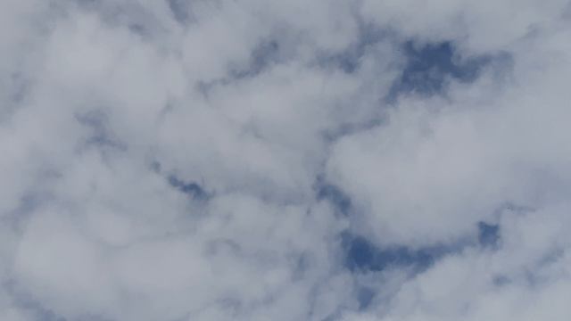 02.04.26 г. Андижанская порода голубей (2)