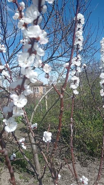 Цветёт абрикос.