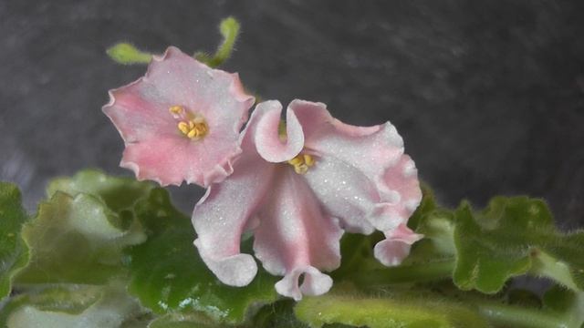 Фиалка  / ФАНТА /