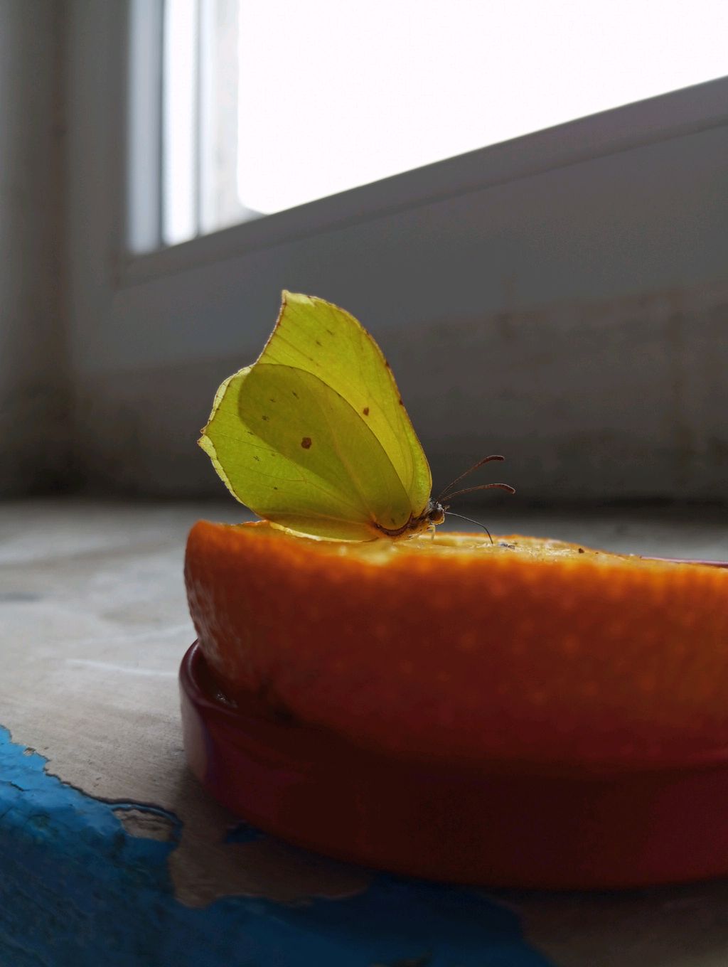 вырезаем бабочек