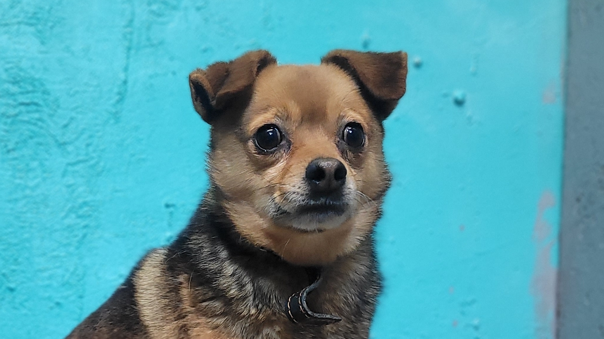 Тревожница Кнопа