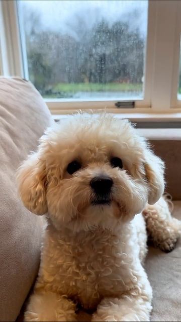 Пухлый пёсик в дождливый день #собака #дождь #уют