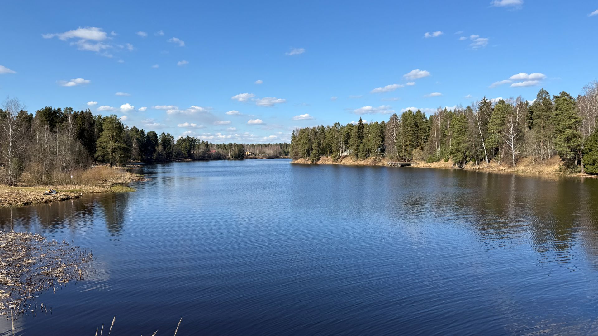 Участок с Елью и Березой в д.Куровицы