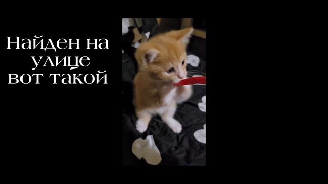 Наша лента воспоминаний. Те кто уже дома.