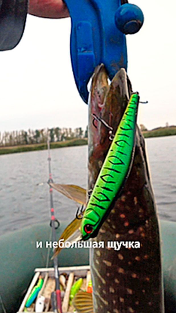 Щука на Инквизитор. Воблер в прудах ловит стабильно.