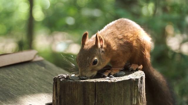 природа России