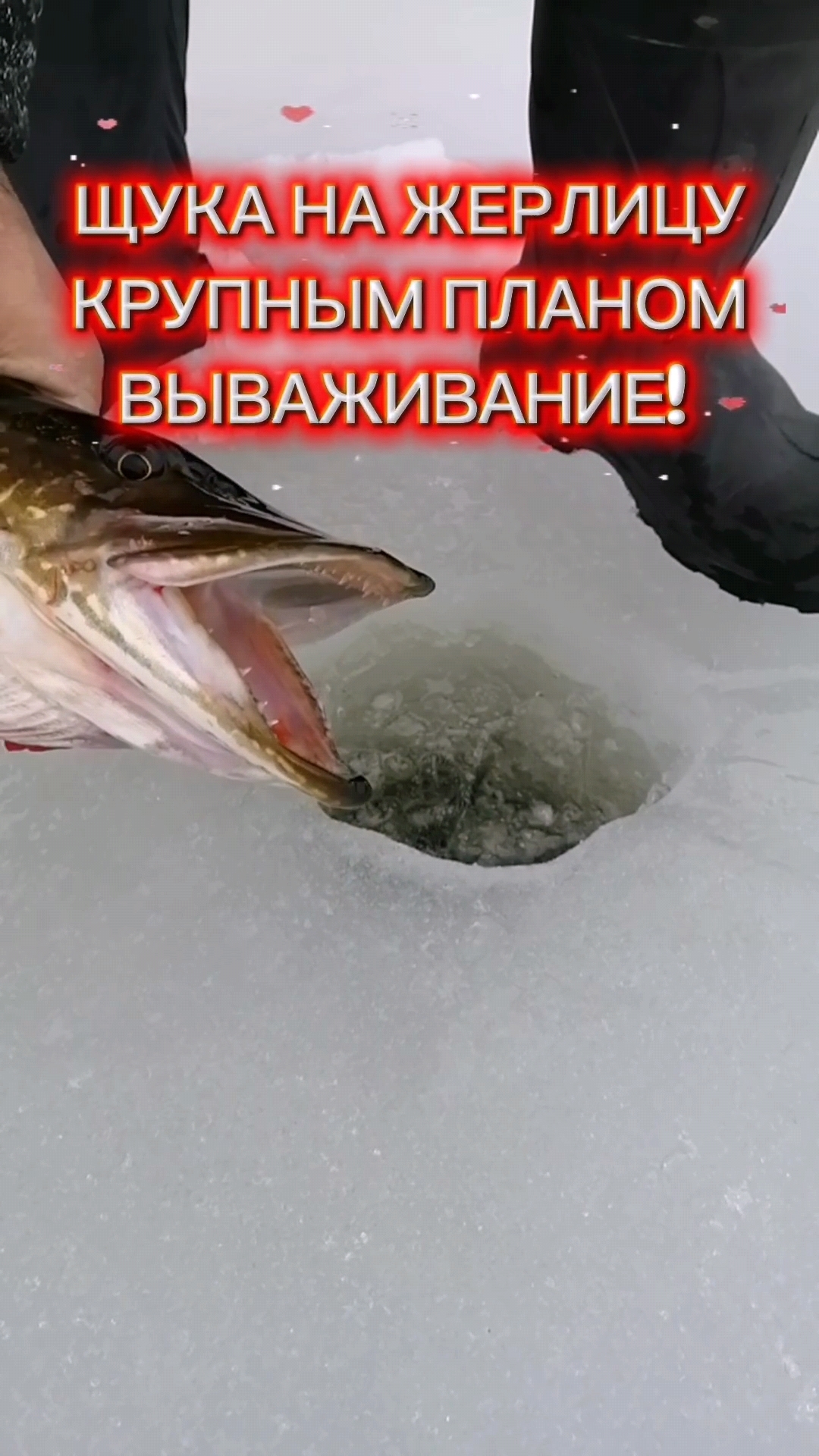 ЩУКА НА ЖЕРЛИЦУ! ВЫВАЖИВАНИЕ. КРУПНЫМ ПЛАНОМ! #рыбалка #рыбалканаозере #щука #щуканаживца #природа