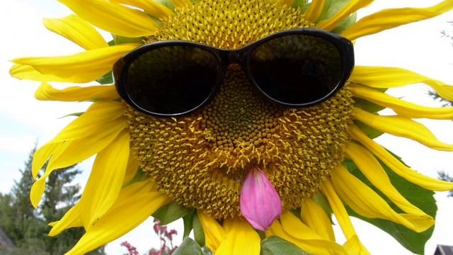 Легкие деньги и на что готова Цветочек вяленький.