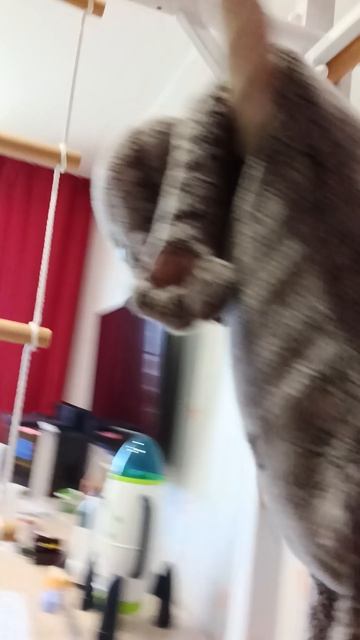 Колобок подвесился только не колобок а Басик. зайдите в описание