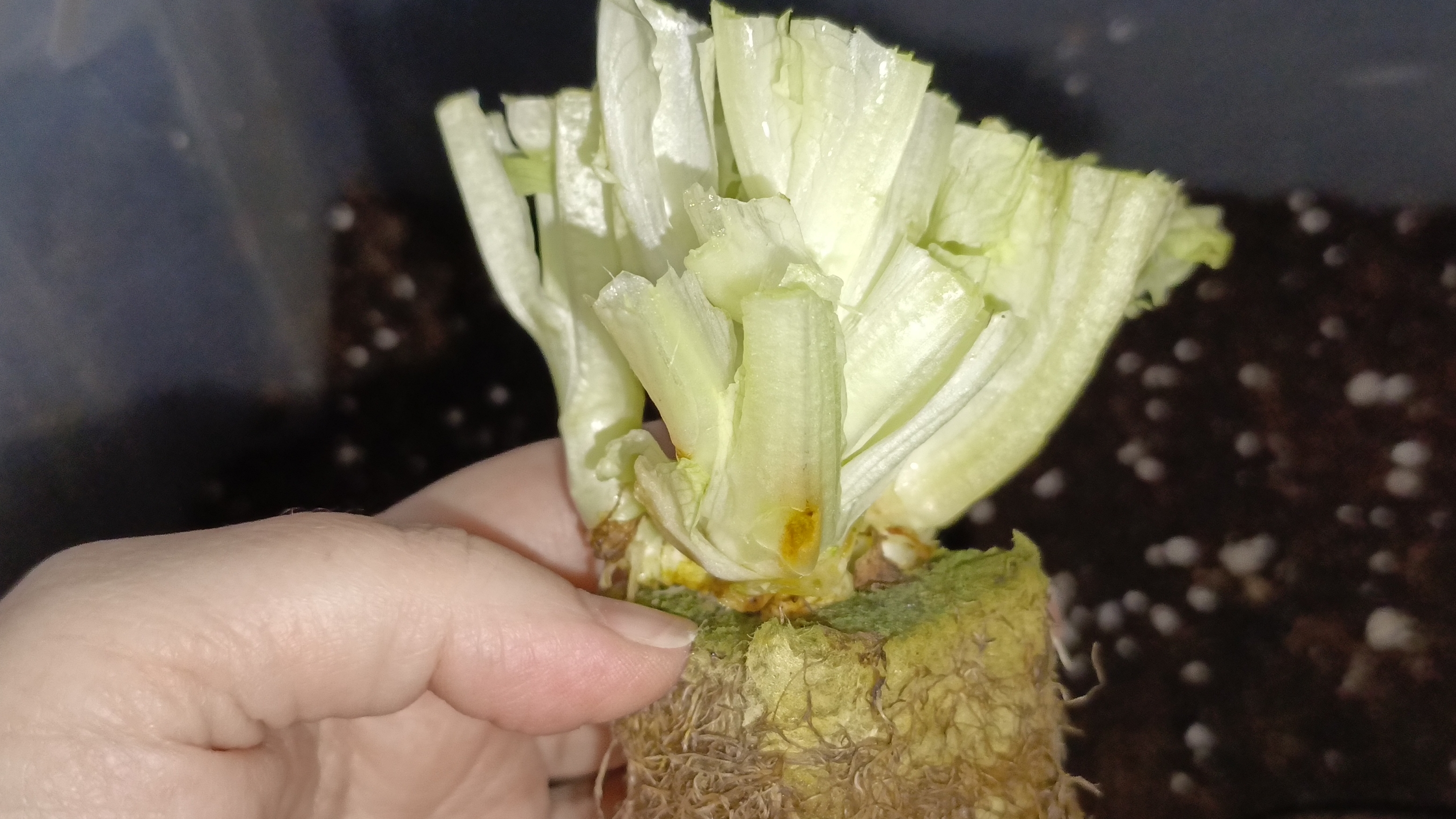 Вторая жизнь зелёного салата