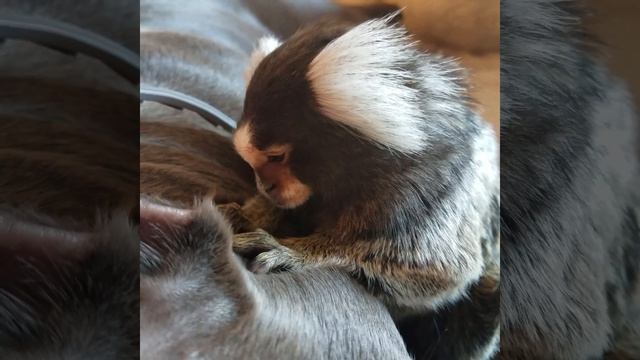 Ухаживает за своим другом | ASMR #monkeygrooming #приматы #asmr