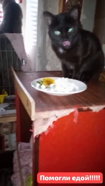 🌾Есть на свете доброта! Сегодня люди покормили СТО ОДНОГО  Кота,подарков принесли! КАКАЯ КРАСОТА!!!