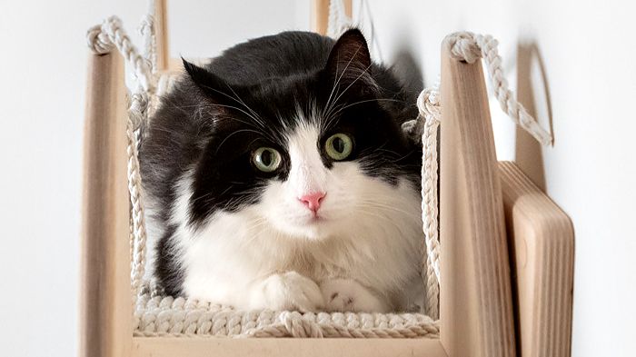 Если, вдруг, заметит кот....