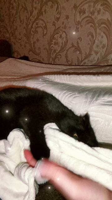 кошачьи игры