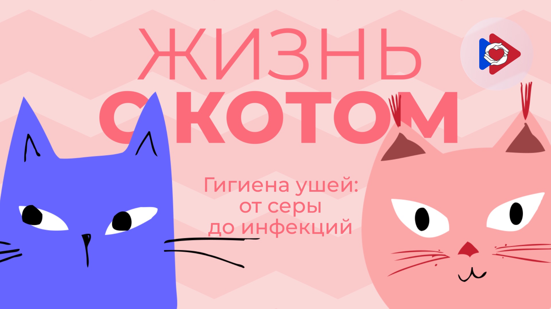 Жизнь с котом! Гигиена ушей: от серы до инфекций