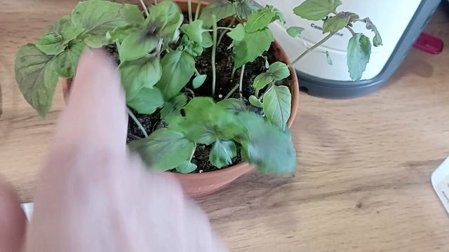 первая своя зелень в сезоне 2026😋