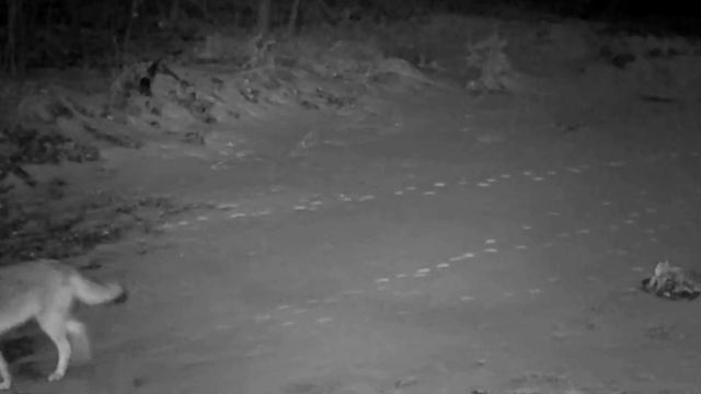 Видео фото ловушки 🐺🐺🐺