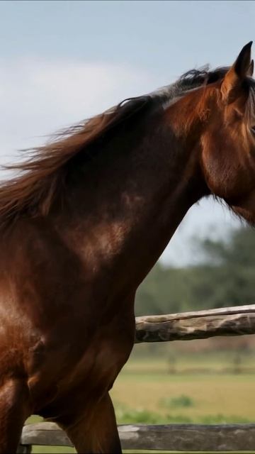 Красота лошади на пастбище #лошадь #природа #животные