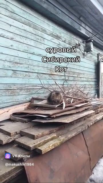 Суровый Сибирский Кот. (любишь котов. подпишись)