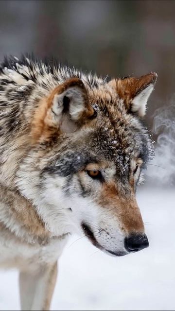 Дикая жизнь: красота волка в зимнем лесу #волк #природа #дикиеживотные