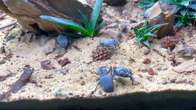 100 дней симуляции пустыни