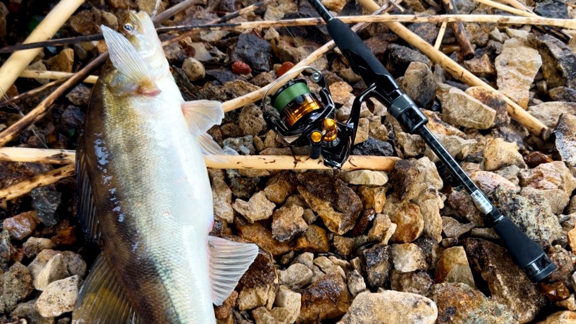 Одна ПРИМАНКА сделала РЫБАЛКУ! Ловля ХИЩНИКА на Москва-реке!