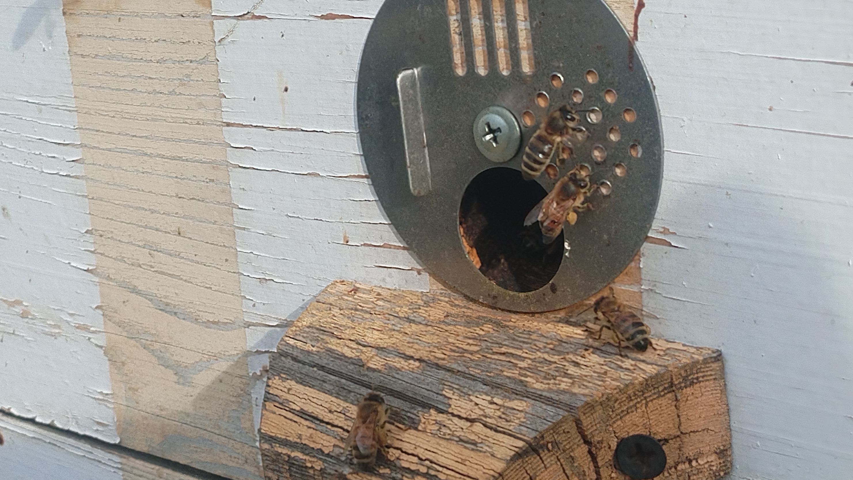 Лечу слабых пчел.