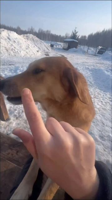 Перерыв на нежности 😍
#приютСудьба #приютдляживотных #животные #собаки