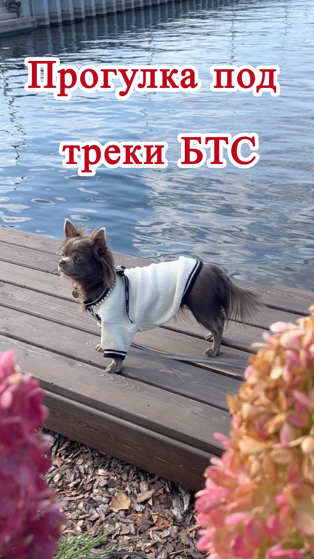 Прогуляйся с маленькой собакой под трек группы БТС и насладись прибрежной жизнью с нами