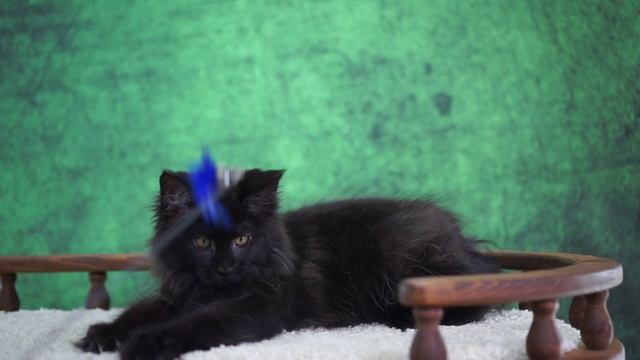 Bagira 3,5 месяца