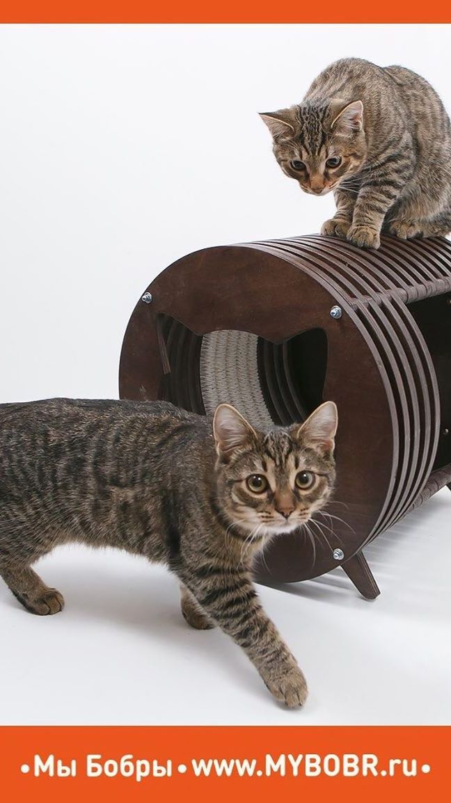 Мы Бобры-знаем, что любят кошки