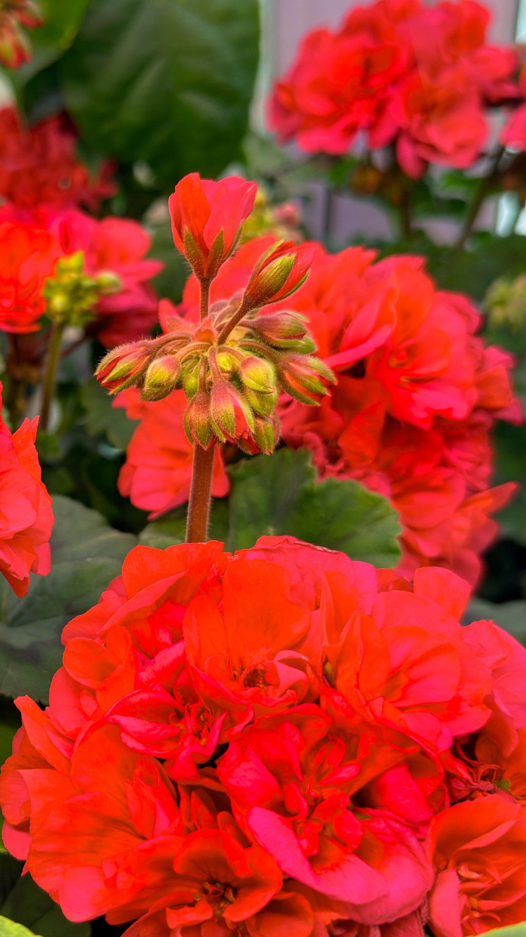 Наташа не ожидала такого цветения этих обычных цветов