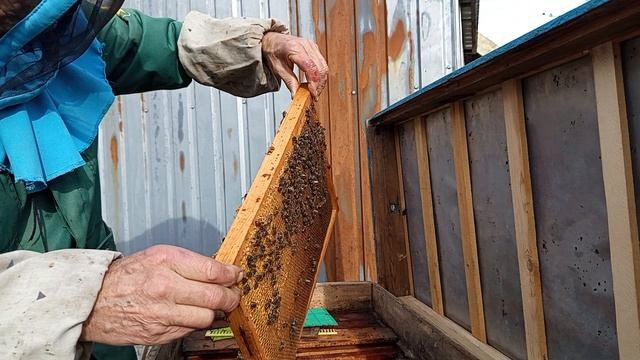Как прошел приём чужой матки с  горстью пчел безматочной семьей.