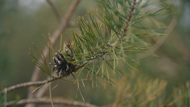 Животные мира